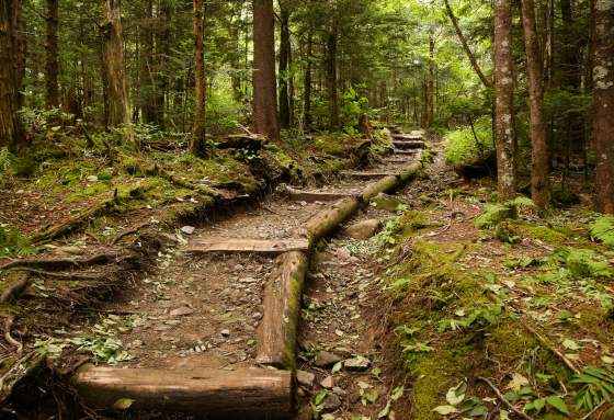 Scenic trail in Great Smoky Mountains at Cades Cove area