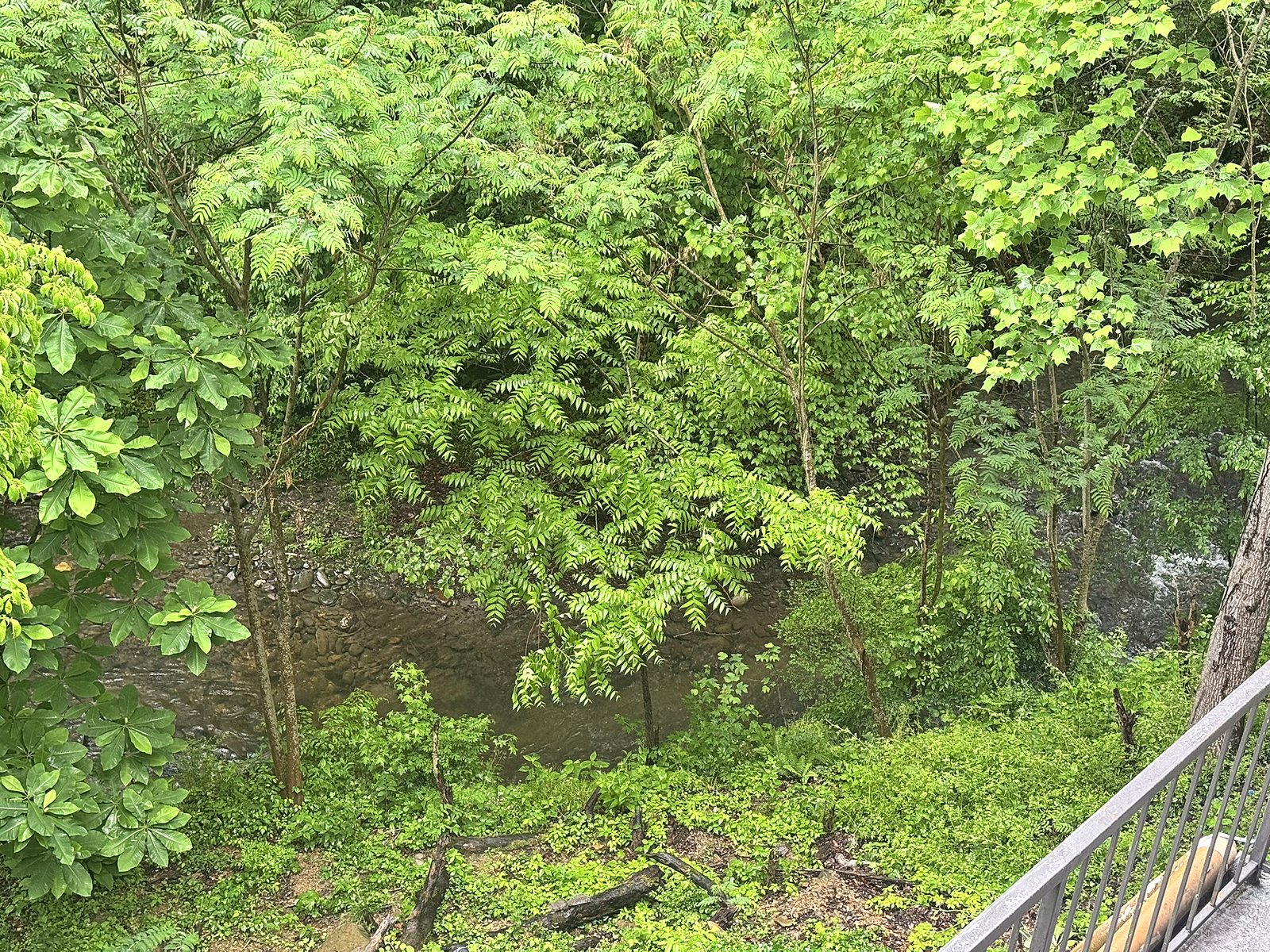 Wooded Pigeon River view from walkway at Motel 6 Gatlinburg