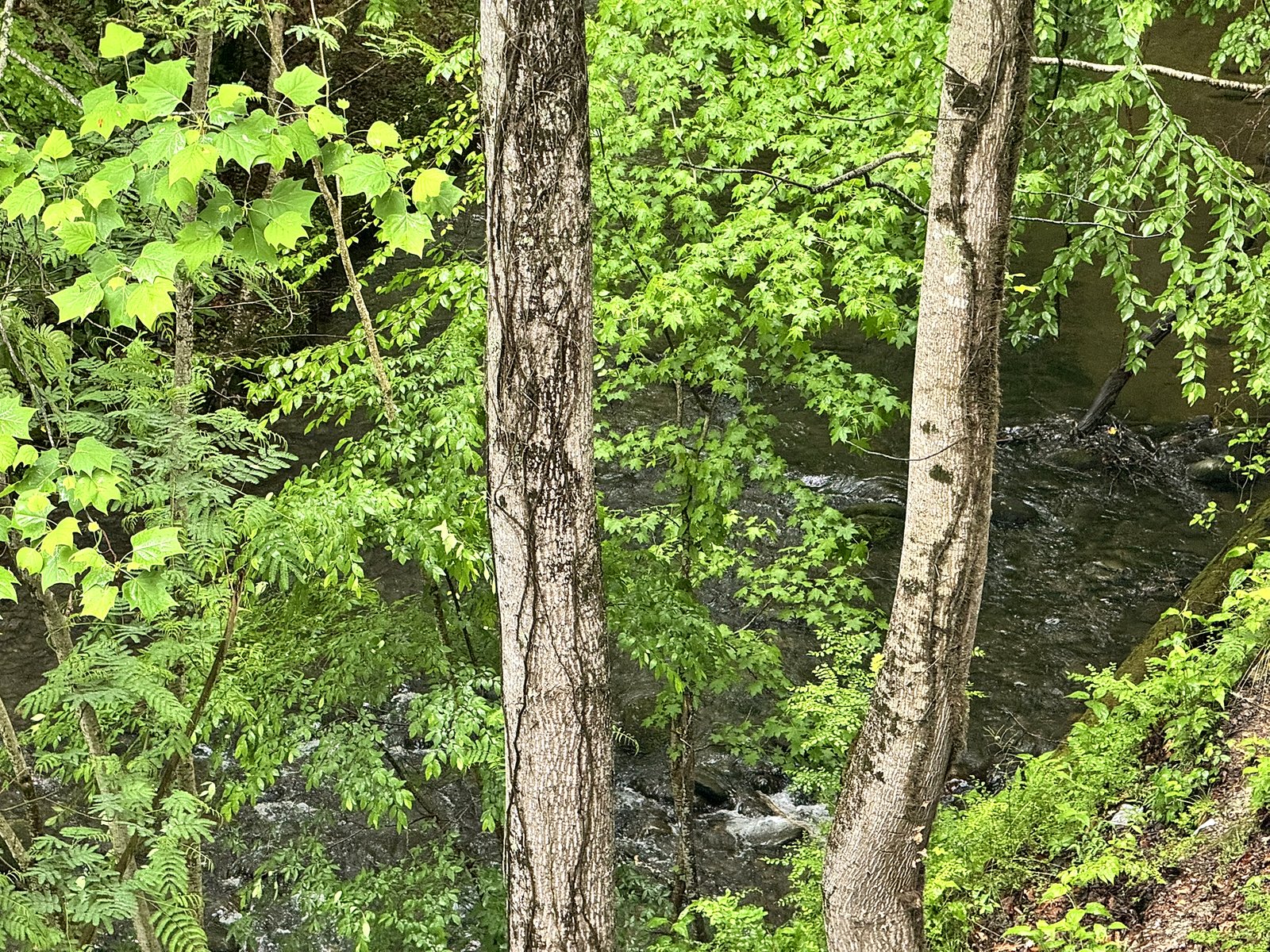 Little Pigeon River visible behind Motel 6 Gatlinburg